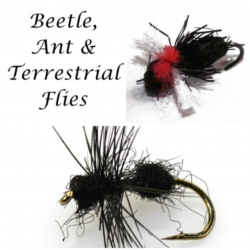 Beetle, Ant & Terrestrial Flies